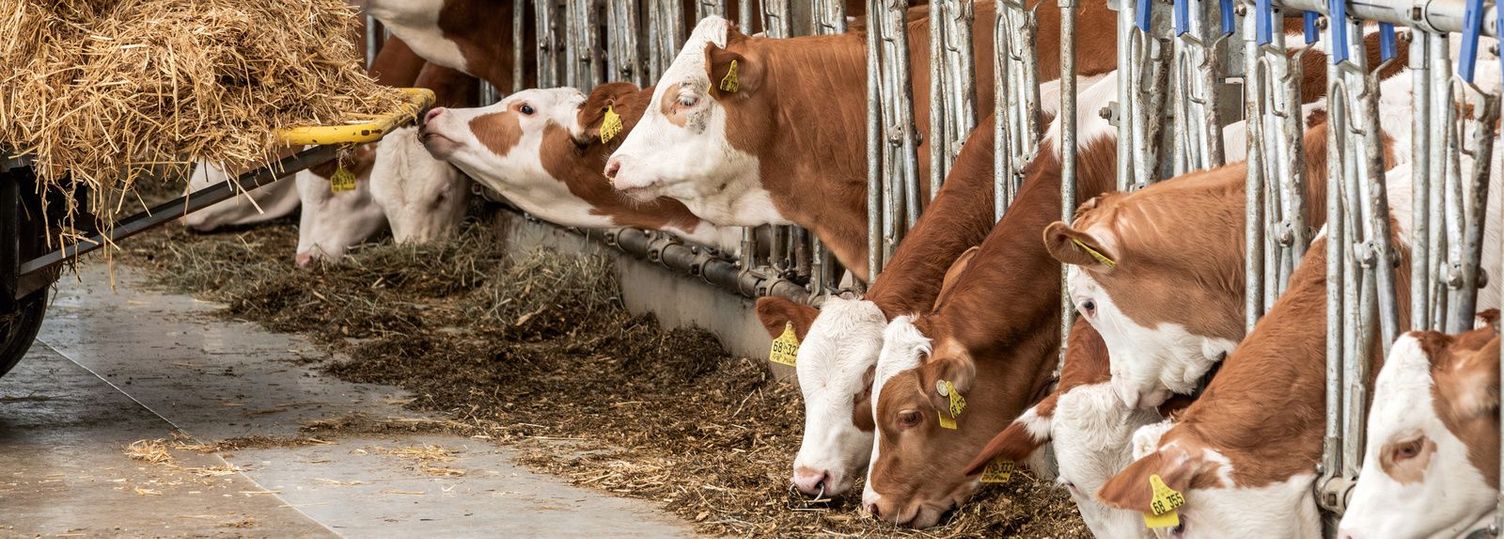 Comprehensive hygiene measures in cattle and dairy farming Comprehensive hygiene measures in cattle and dairy farming