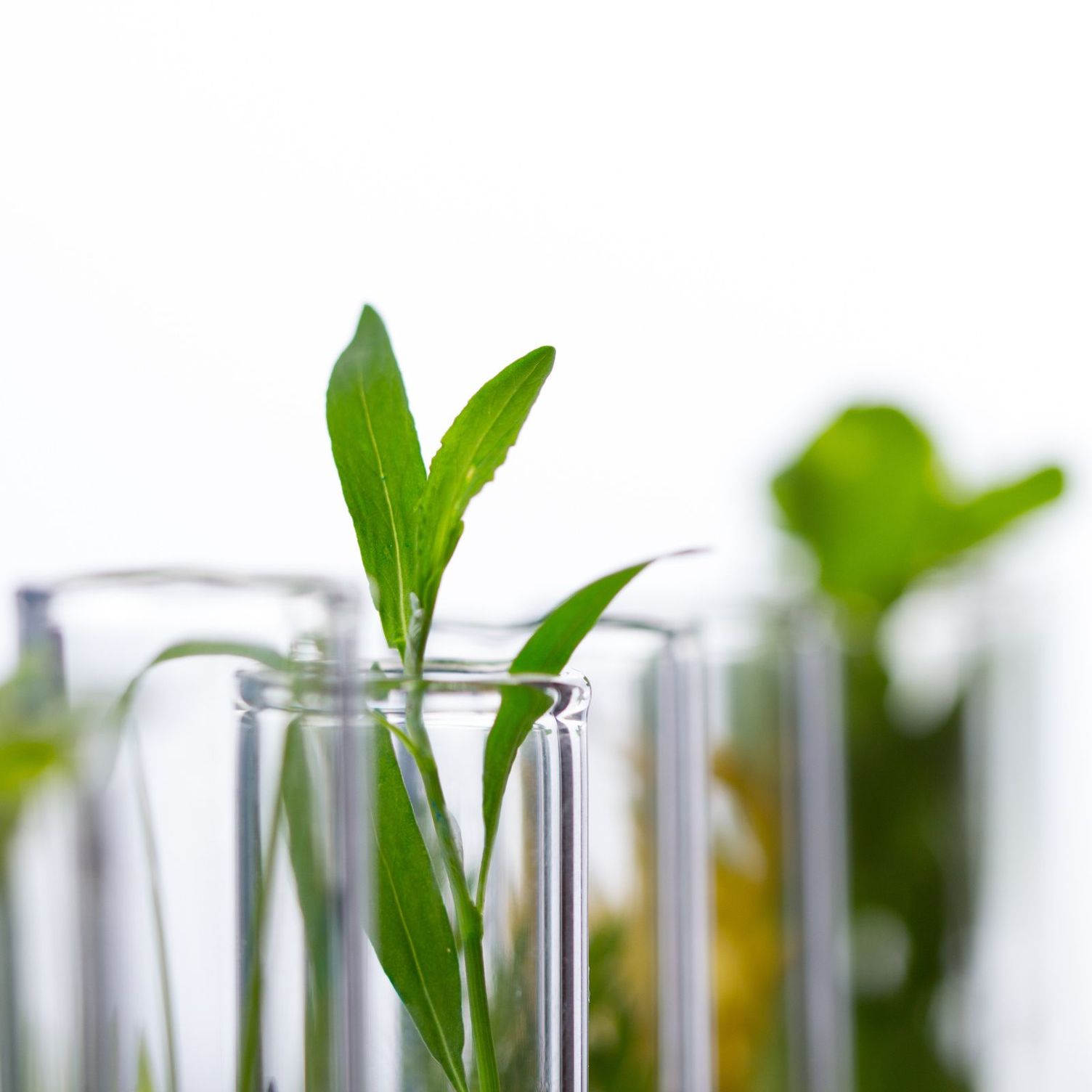 PressurePro Natural Active Cleaner RM 82N is made from up to 99 per cent natural-based ingredients PressurePro Natural Active Cleaner RM 82N is made from up to 99 per cent natural-based ingredients