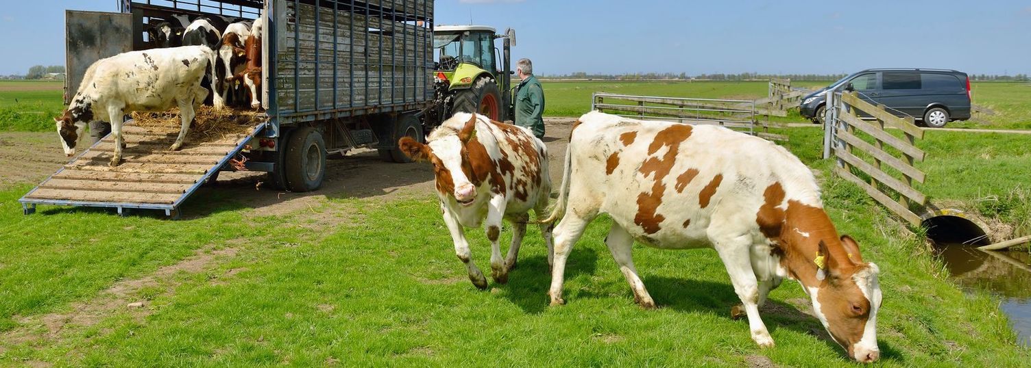 Cleaning animal and livestock transporters Cleaning animal and livestock transporters