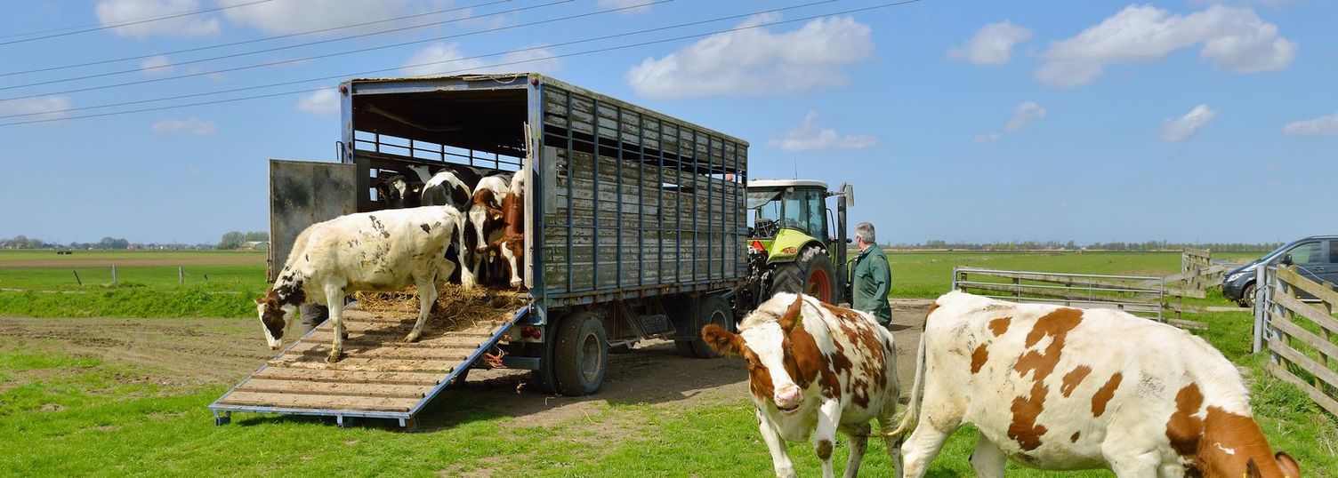 Cleaning a cattle trailer a cattle trailer with cows