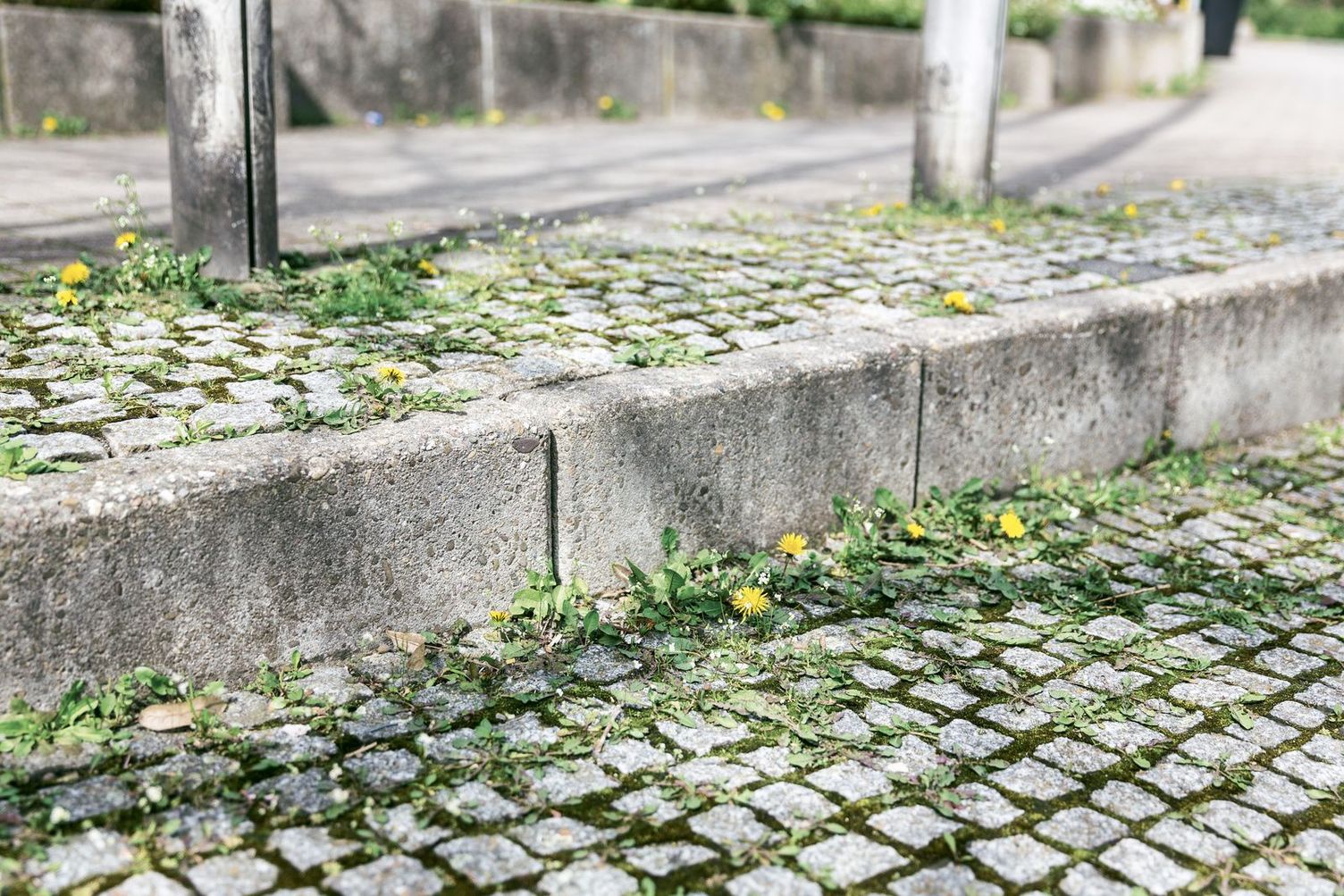 Weeds between paving stones
