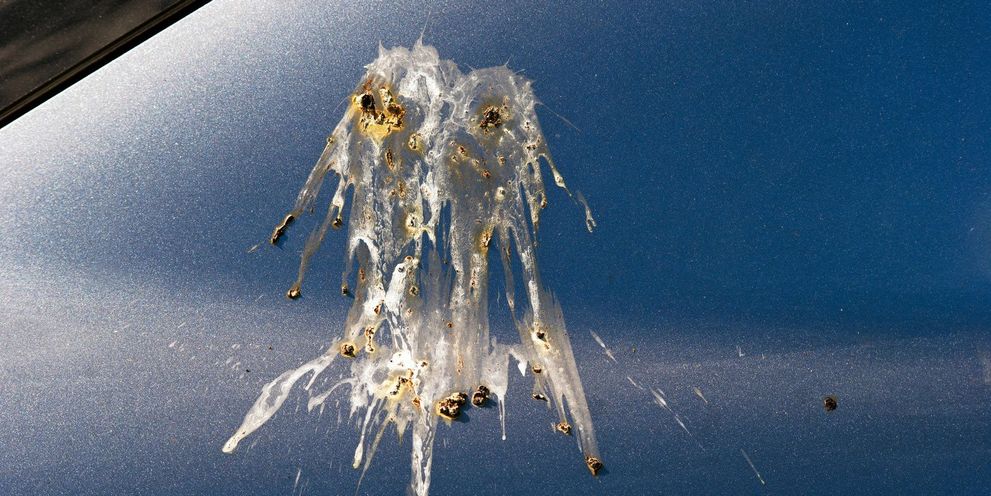 Bird droppings on car Bird droppings on car