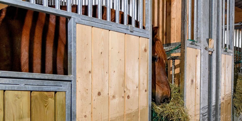 Cleaning the feed store A horse in the feed store