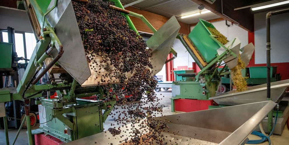 Grapes are processed further