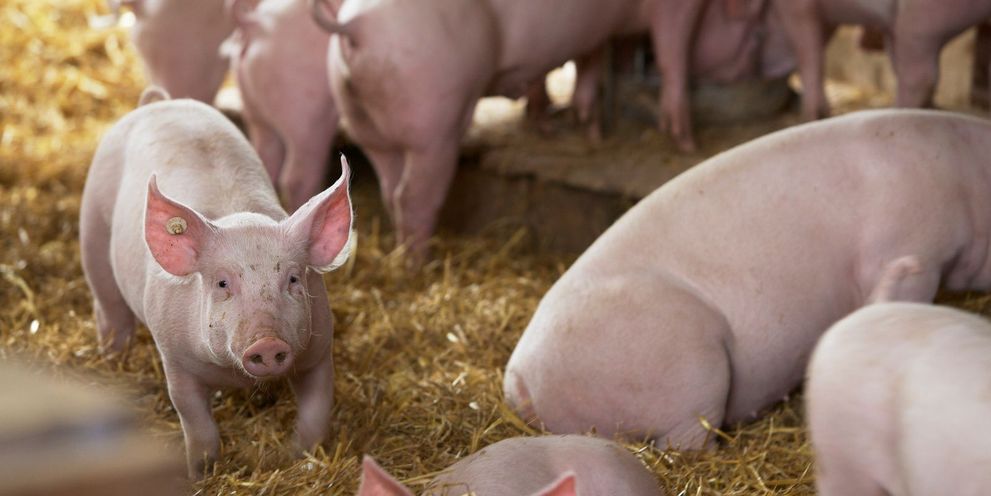 African swine fever prevention Kärcher: African swine fever prevention