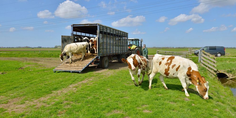 Kärcher: Cleaning a livestock trailer
