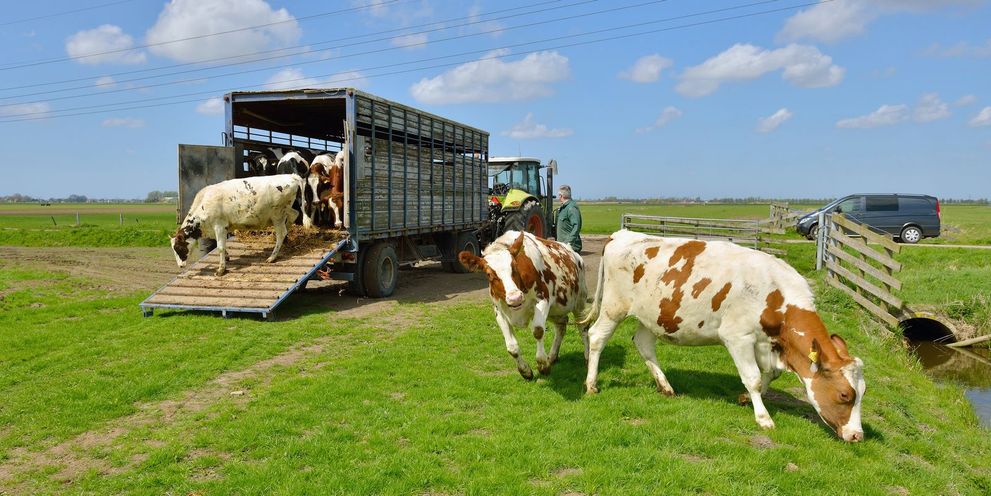 Cleaning animal and livestock transport vehicles