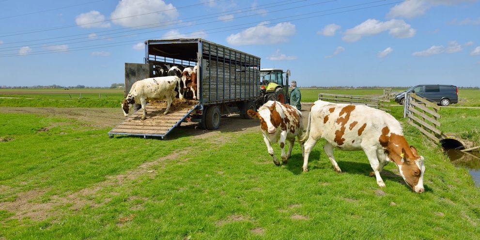 Cleaning animal and livestock transporters