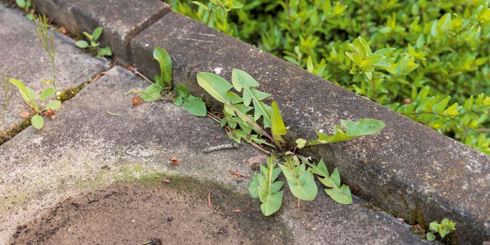 Weeds in a joint Weed in a joint