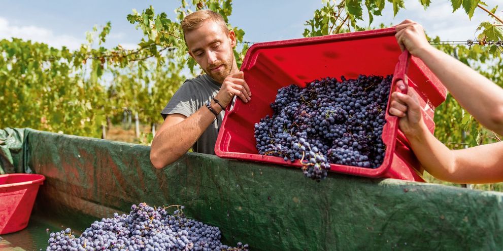 A man pours grapes from a red container into a larger green container