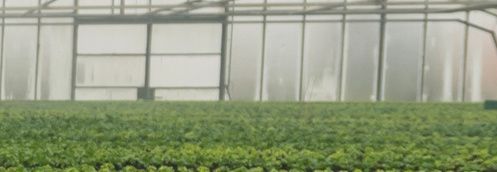 Greenhouse