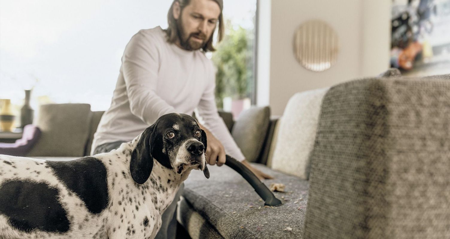 Dog leaves crumbs on a sofa