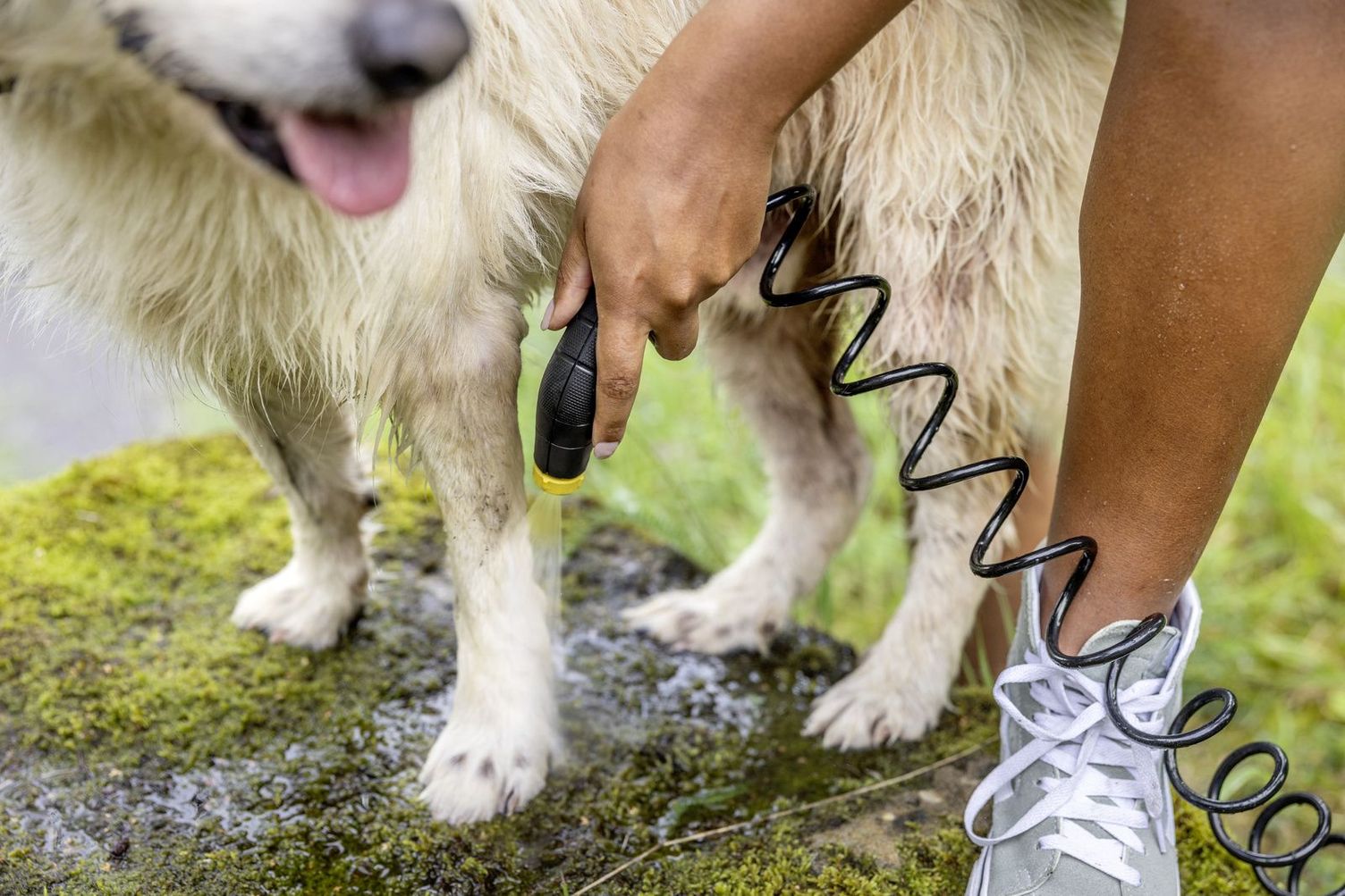 Gently cleaning dog paws with a Kärcher low-pressure cleaner