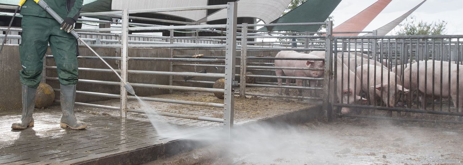 Pigsty cleaning and disinfection