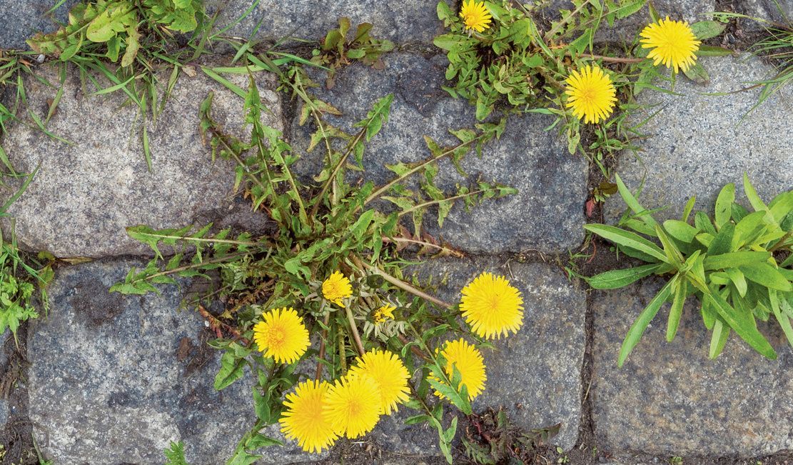 Weed between pavers