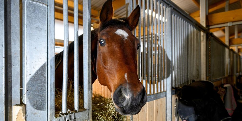 Kärcher: Horse husbandry