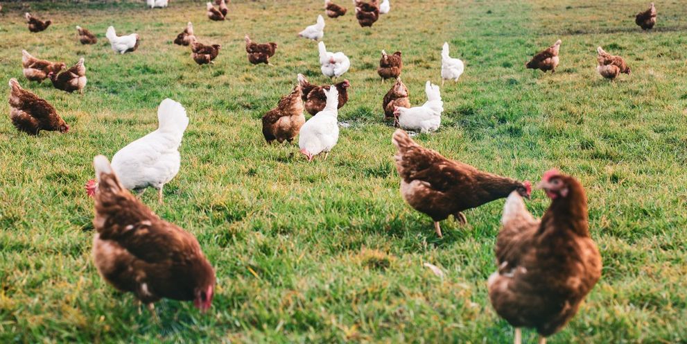 Kärcher: Poultry farming