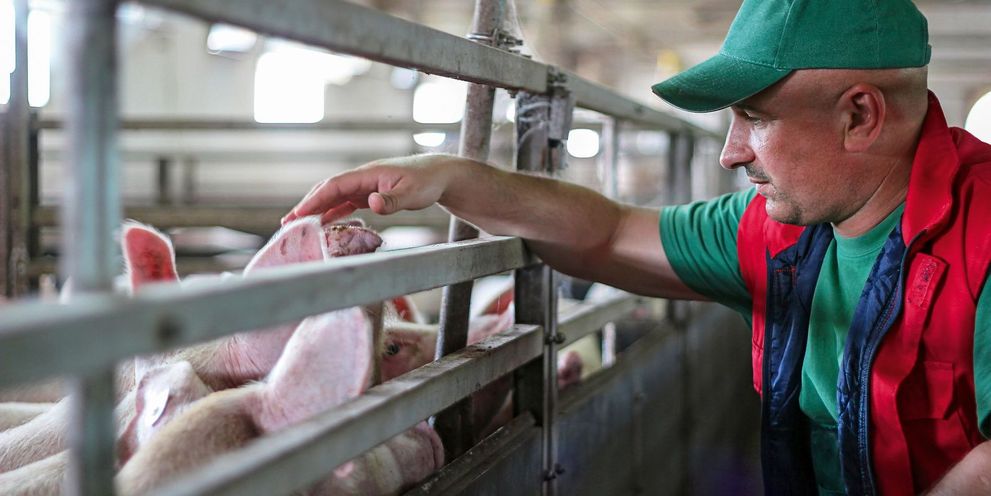 Kärcher: Pig farming