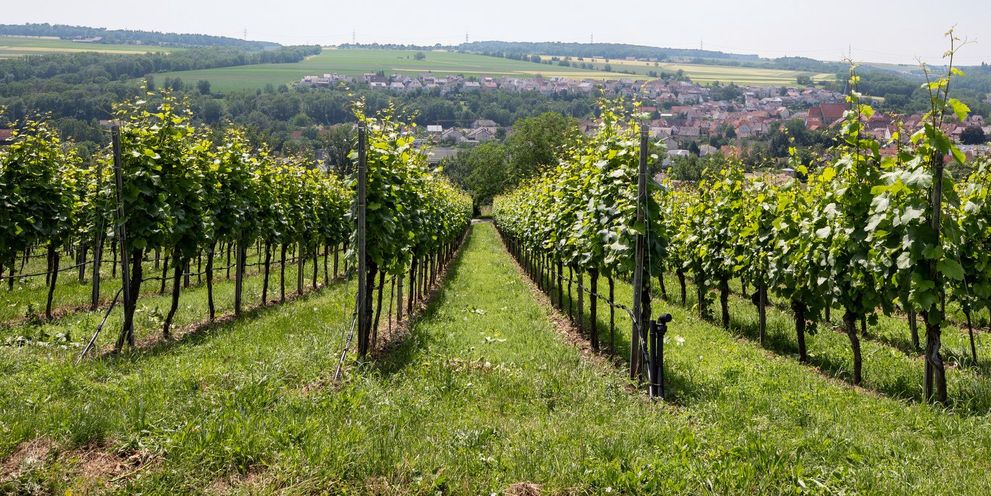 Cleaning in viticulture