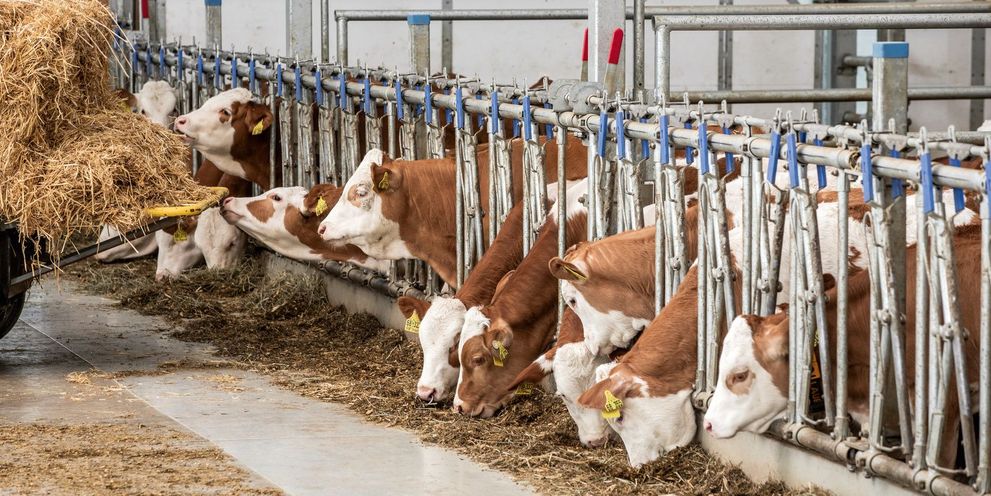 Producția de lapte și bovine