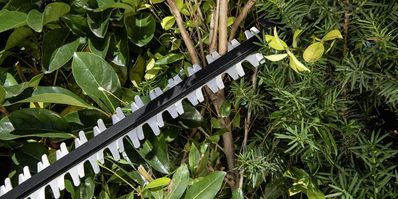 The saw blade of the Kärcher battery hedge trimmer approaches branches