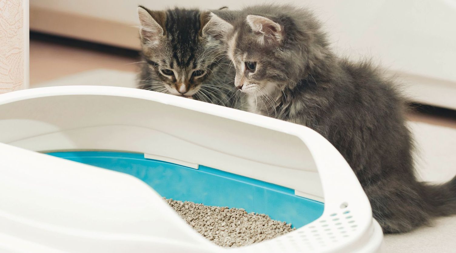 Kärcher tips for tackling cat litter around the home