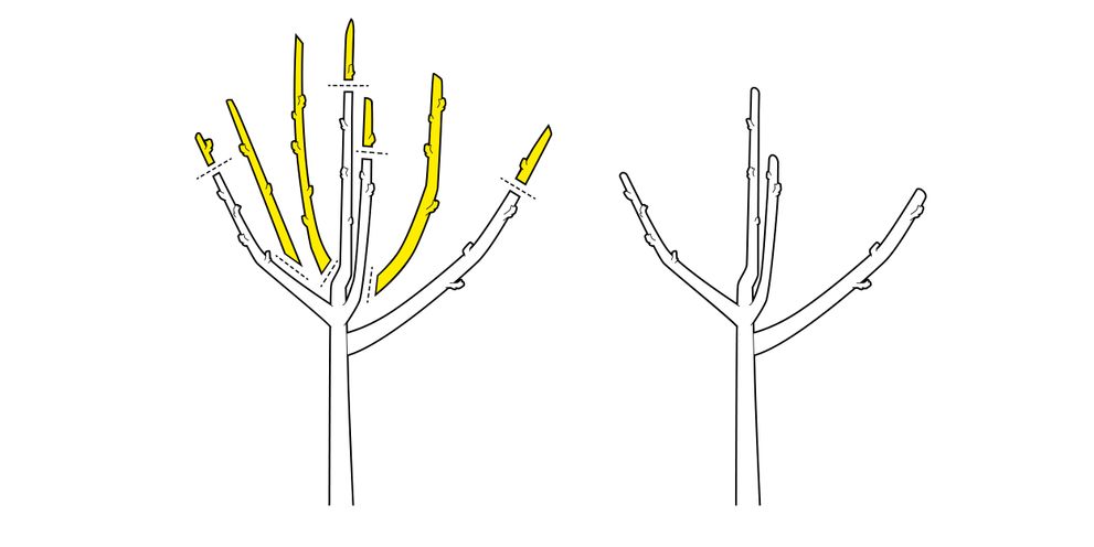 Plant cutting Kärcher tips for plant cutting