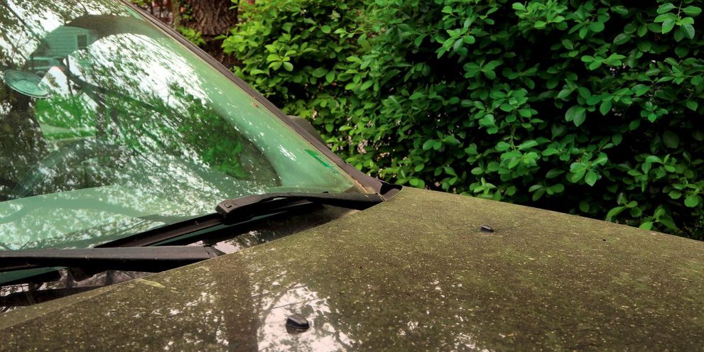 Tree sap on car paint Tree sap on car paint