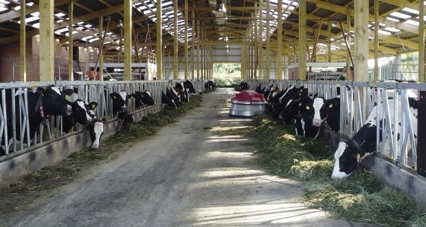 Dairy cows in barn