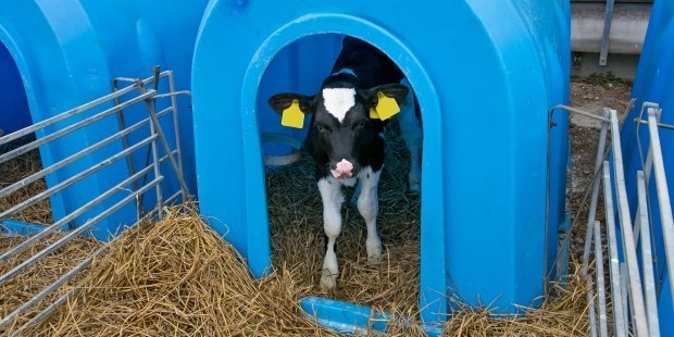 A tiny calf stands inside a small blue shed.