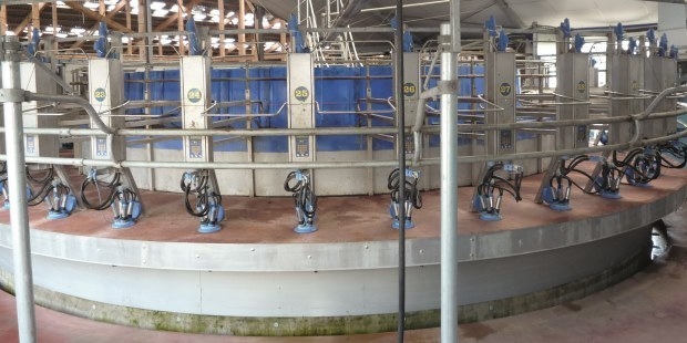 A dairy milking parlor in a barn.