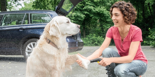 OC 3 Dog application