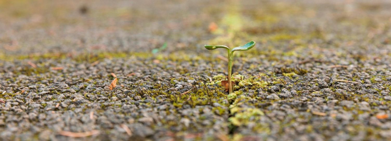 Tender weed on paving stone