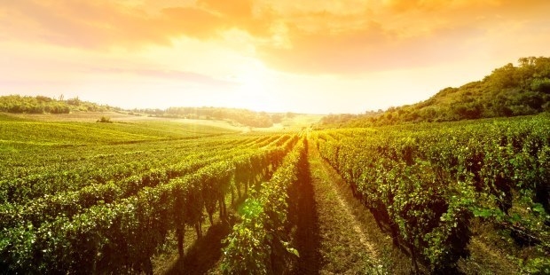 A view of a winery at sunset.
