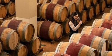 Enologist and cellar master in the wine cellar
