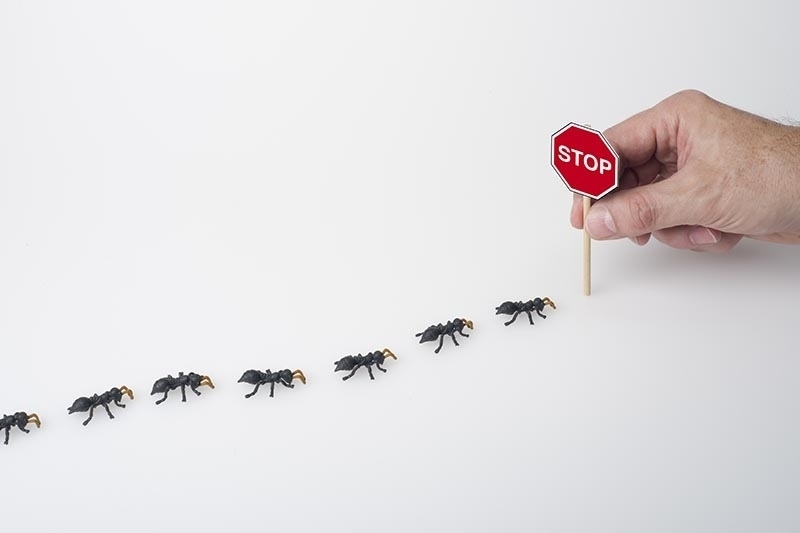 cách đuổi kiến ra khỏi nhà cách đuổi kiến ra khỏi nhà