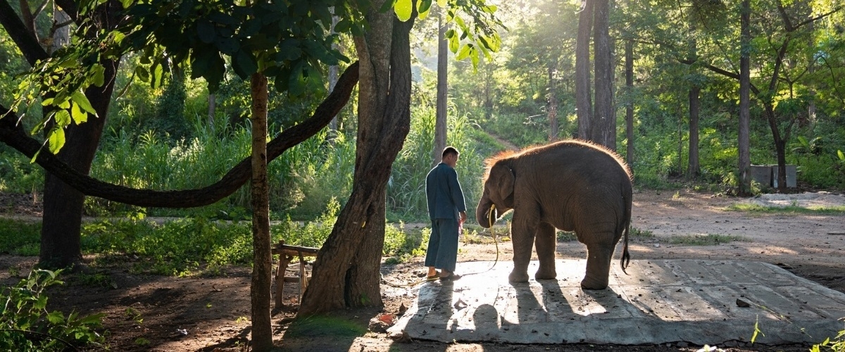 The secret life of elephants