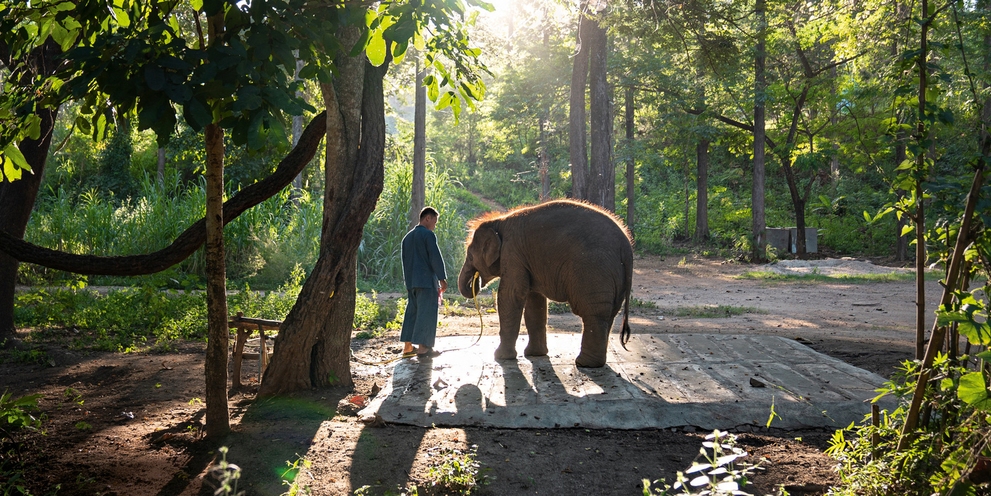 Photo shows The Thai Mahout Somchat Changkarn with baby elephant Moonbeam.